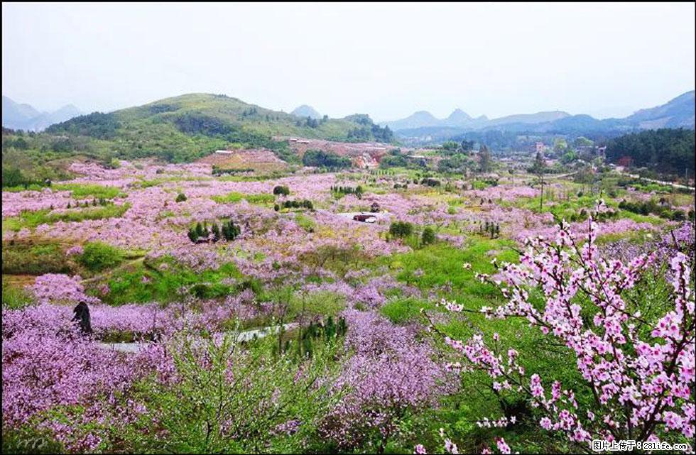 【春天,广西桂林灌阳县向您发出邀请!】官庄村有个醉美的桃花园 - 游山玩水 - 漯河生活社区 - 漯河28生活网 luohe.28life.com