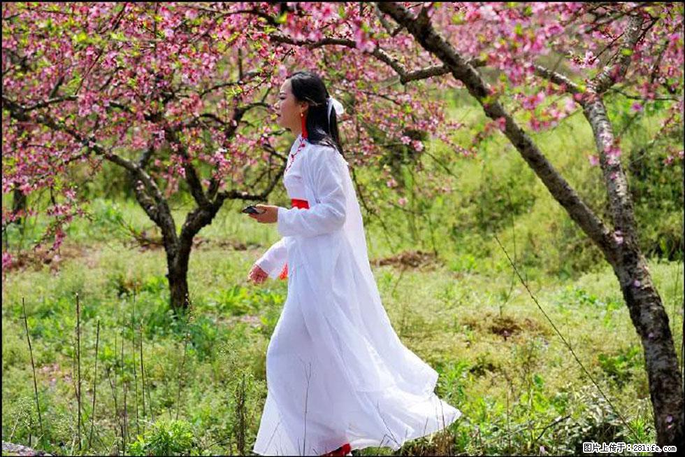 【春天,广西桂林灌阳县向您发出邀请!】官庄村有个醉美的桃花园 - 游山玩水 - 漯河生活社区 - 漯河28生活网 luohe.28life.com