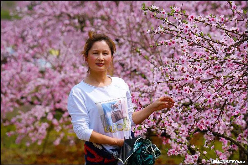 【春天,广西桂林灌阳县向您发出邀请!】官庄村有个醉美的桃花园 - 游山玩水 - 漯河生活社区 - 漯河28生活网 luohe.28life.com