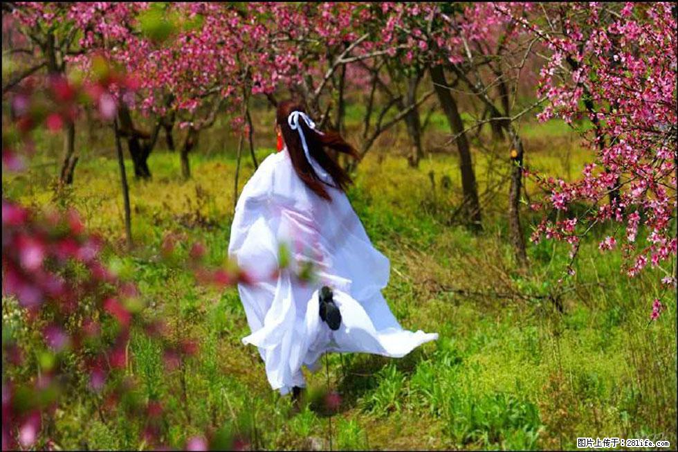 【春天,广西桂林灌阳县向您发出邀请!】官庄村有个醉美的桃花园 - 游山玩水 - 漯河生活社区 - 漯河28生活网 luohe.28life.com