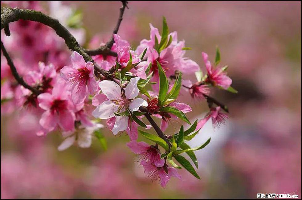 【春天,广西桂林灌阳县向您发出邀请!】官庄村有个醉美的桃花园 - 游山玩水 - 漯河生活社区 - 漯河28生活网 luohe.28life.com