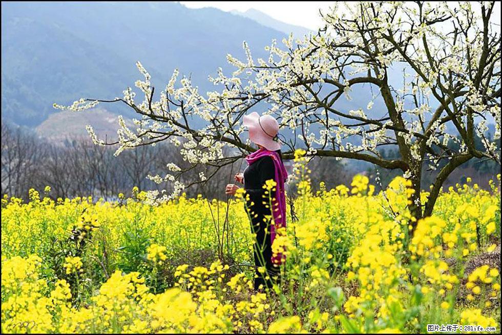 【春天，广西桂林灌阳县向您发出邀请！】长坪村油菜盛情花开 - 游山玩水 - 漯河生活社区 - 漯河28生活网 luohe.28life.com