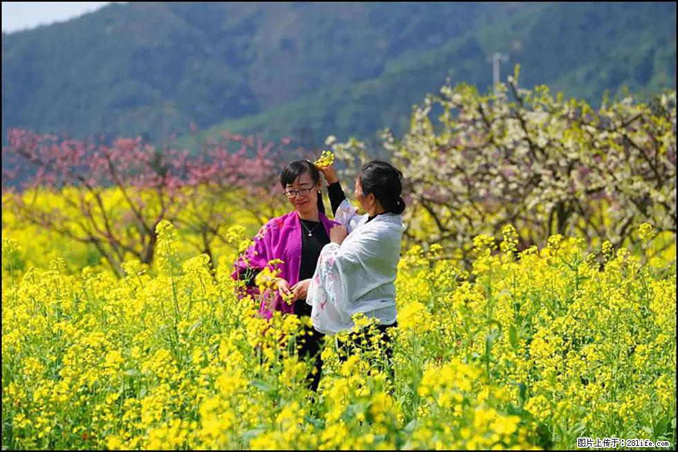 【春天，广西桂林灌阳县向您发出邀请！】长坪村油菜盛情花开 - 游山玩水 - 漯河生活社区 - 漯河28生活网 luohe.28life.com