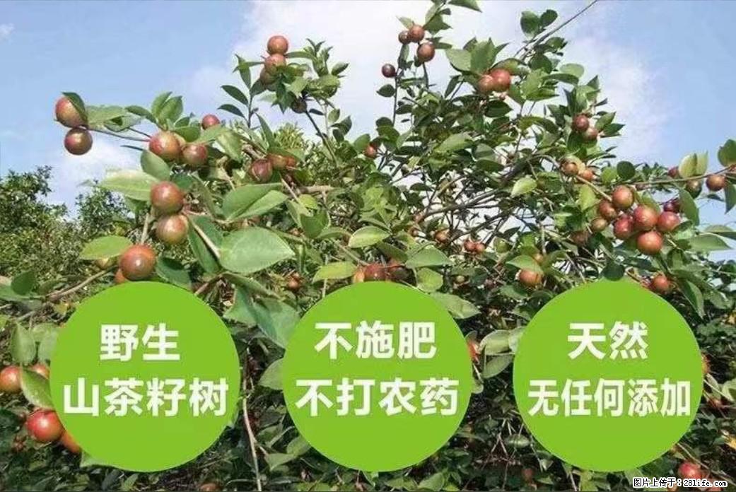 【灌阳县油茶产业示范区】一个有着充实的精神生活的人，对待身外之物自会有一种淡泊的态度 - 美食天地 - 漯河生活社区 - 漯河28生活网 luohe.28life.com