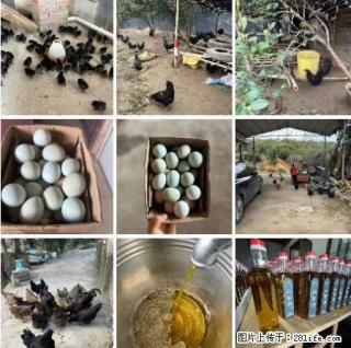 油茶园从小鸡仔开始养起的纯土鸡、土鸡蛋可以预定啦！还有前几天刚榨的纯山茶油哦 - 漯河28生活网 luohe.28life.com