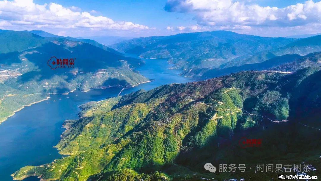 时间果百年古树龙珠普洱生茶 - 购物交流 - 漯河生活社区 - 漯河28生活网 luohe.28life.com