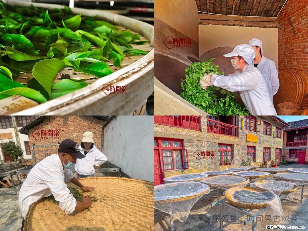 时间果百年古树龙珠普洱生茶 - 购物交流 - 漯河生活社区 - 漯河28生活网 luohe.28life.com