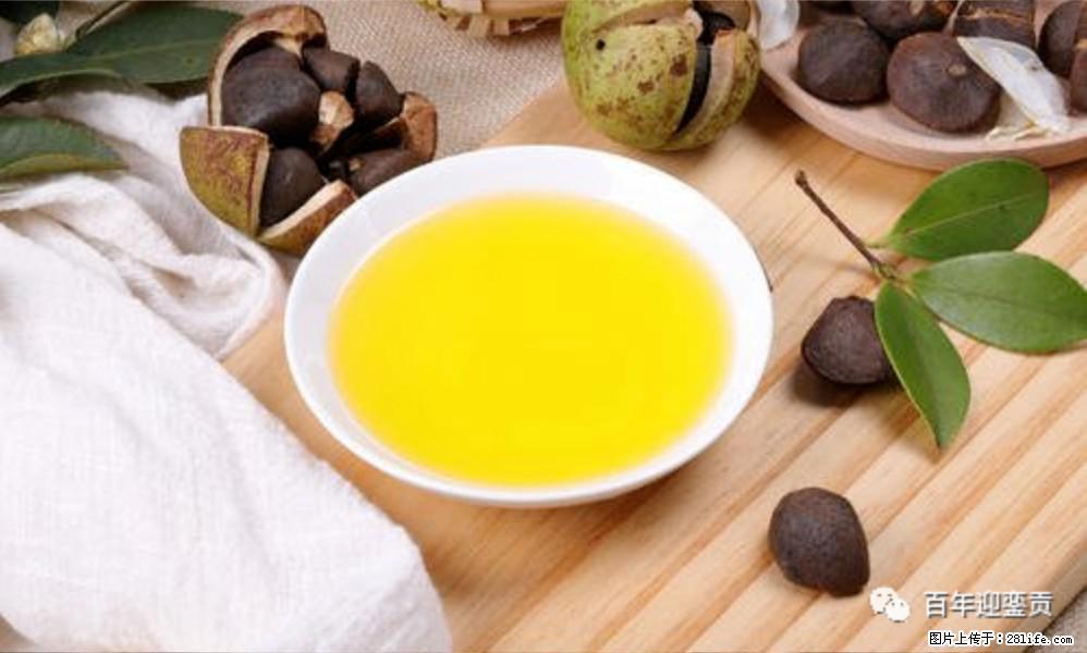 世界没有真相,只有认知,最好的食用油是中国的山茶油! - 漯河生活资讯 - 漯河28生活网 luohe.28life.com