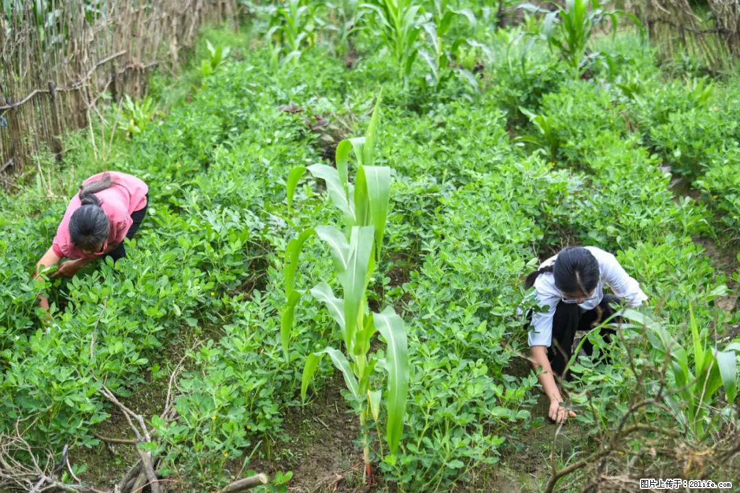 全网追的“扁担女孩”,找了一份暑假工,时薪12元 - 漯河生活资讯 - 漯河28生活网 luohe.28life.com