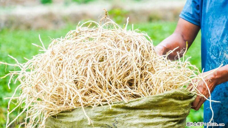 堪称“最难吃”的蔬菜，却是 “抗辐射神器”，还能护肺、清热、止咳化痰！ - 漯河生活资讯 - 漯河28生活网 luohe.28life.com