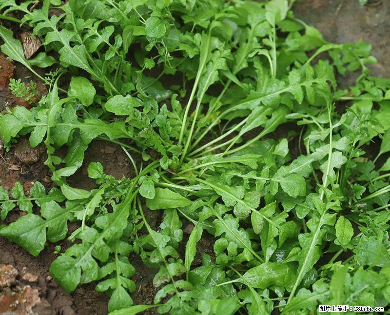 这些蔬菜是“天然钙片”,这6种被医生重点推荐 - 漯河生活资讯 - 漯河28生活网 luohe.28life.com