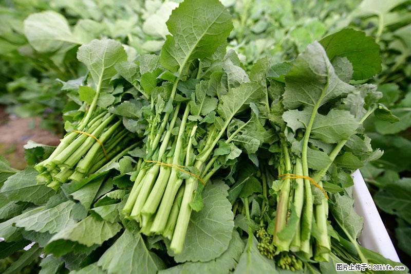 这些蔬菜是“天然钙片”,这6种被医生重点推荐 - 漯河生活资讯 - 漯河28生活网 luohe.28life.com